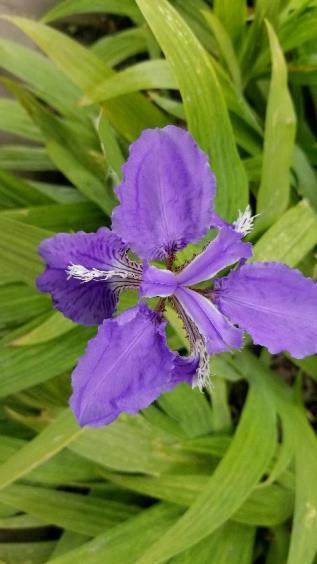 鸢尾花什么季节开放，有关鸢尾花开花时间