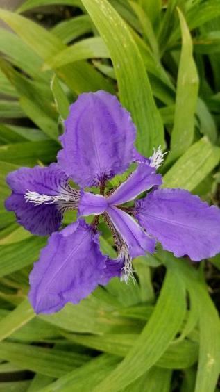 鸢尾花什么季节开放，有关鸢尾花开花时间