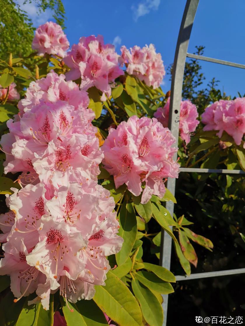 百合花能放在卧室吗，养护百合花的禁忌