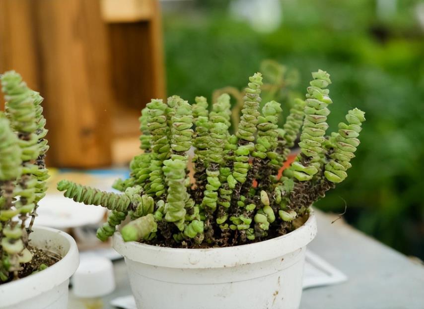 植物钱串子怎么养，钱串爆盆最简单方法