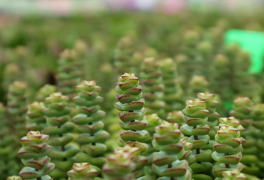 植物钱串子怎么养，钱串爆盆最简单方法