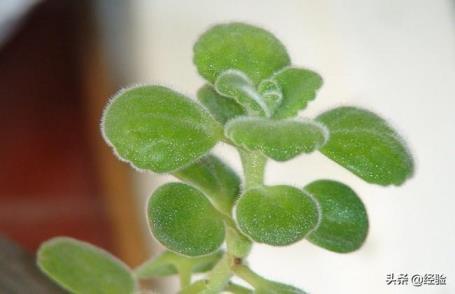 碰碰香开花吗，分享养碰碰香的小窍门