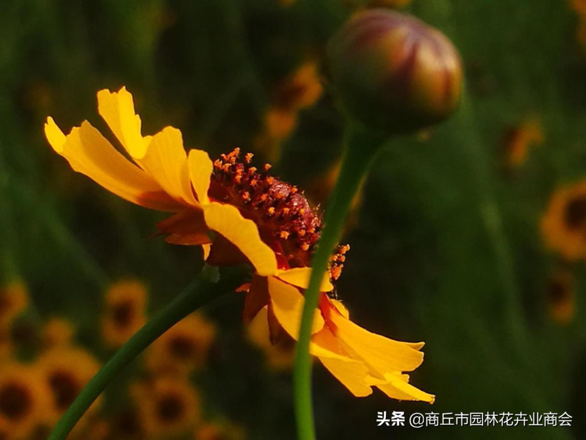 金鸡菊属于草本还是木本，种植金鸡菊的注意事项