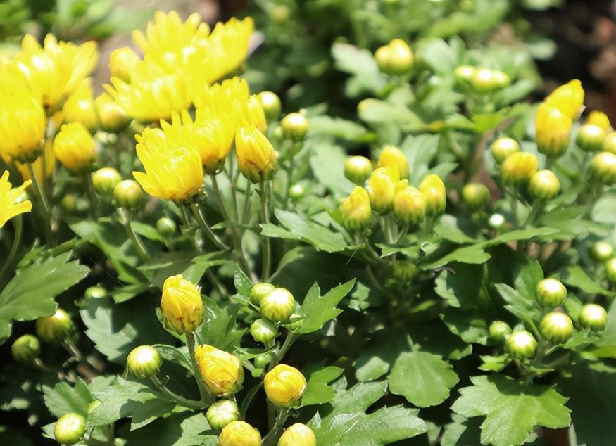 什么品种的菊花好养，盘点五种常见好养的菊花