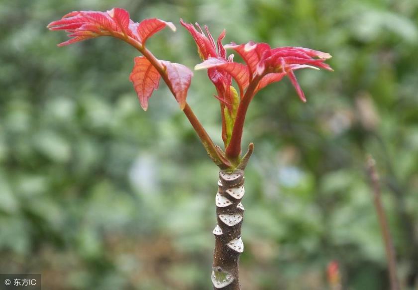 香椿树怎么种植最好，四季香椿的种植方法