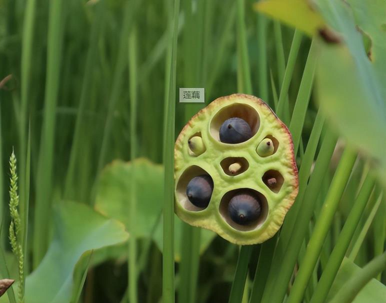 如何种植莲藕，有关莲藕栽培与种植技术