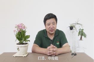 长寿花怎么修剪才能开花，简述长寿花修剪养护小技巧