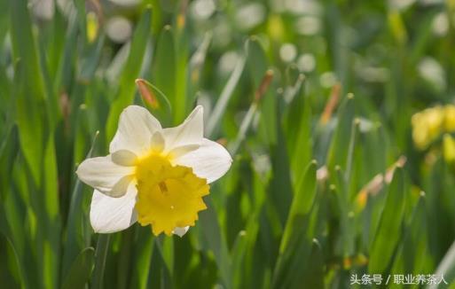 关于水仙花的科普知识，了解水仙花的资料大全