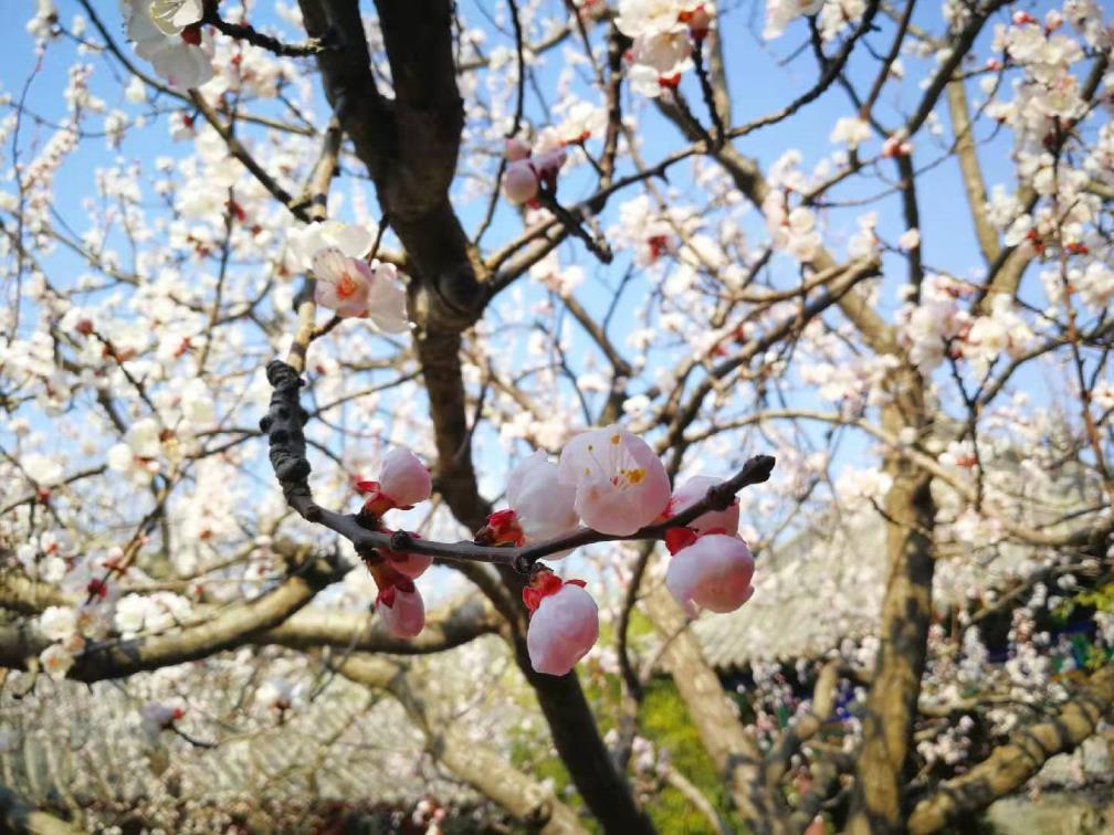 杏花什么季节开花，有关杏花开放的时间