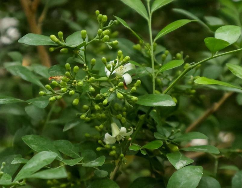 九里香盆栽植物怎么养，盆栽九里香的养殖方法