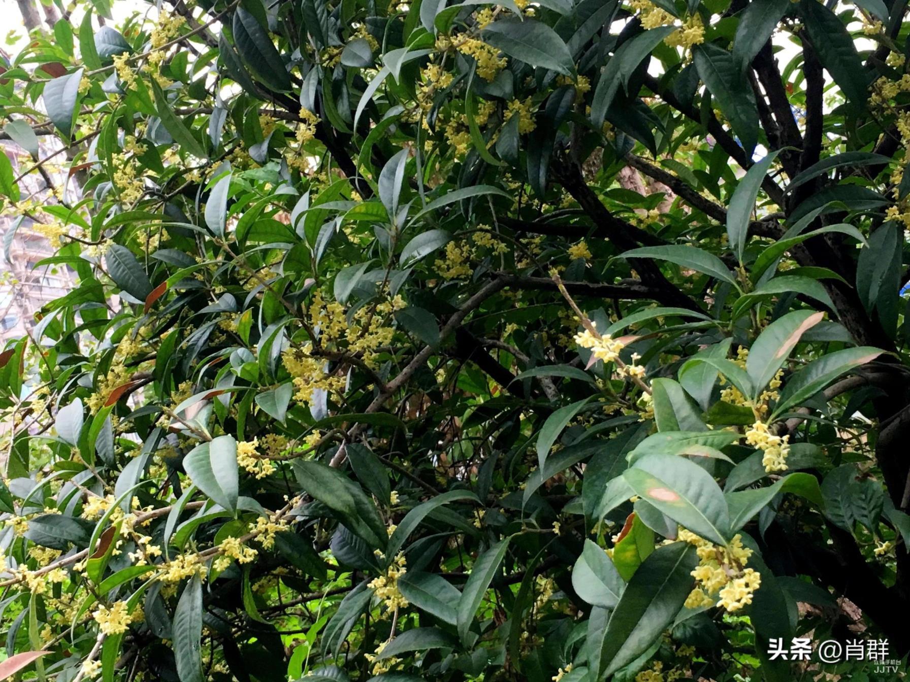 四季桂的花语和象征，浅谈桂花的美好寓意