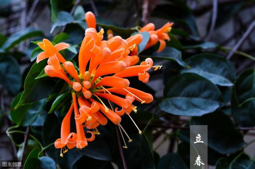 炮仗花几月份开花，关于炮仗花观赏季节