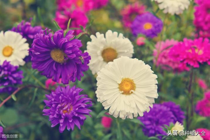 翠菊花种子什么时候播种，翠菊种子的种植方法