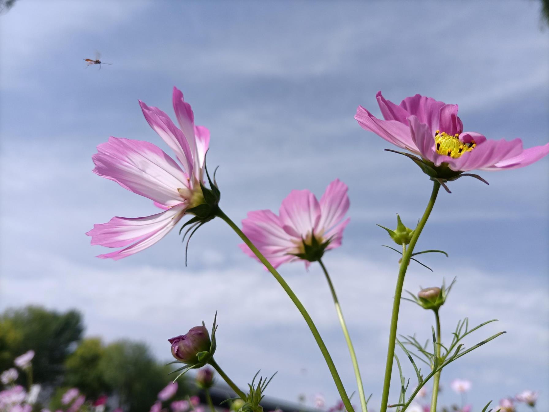 格桑花的花语是什么，简述格桑花的爱情寓意