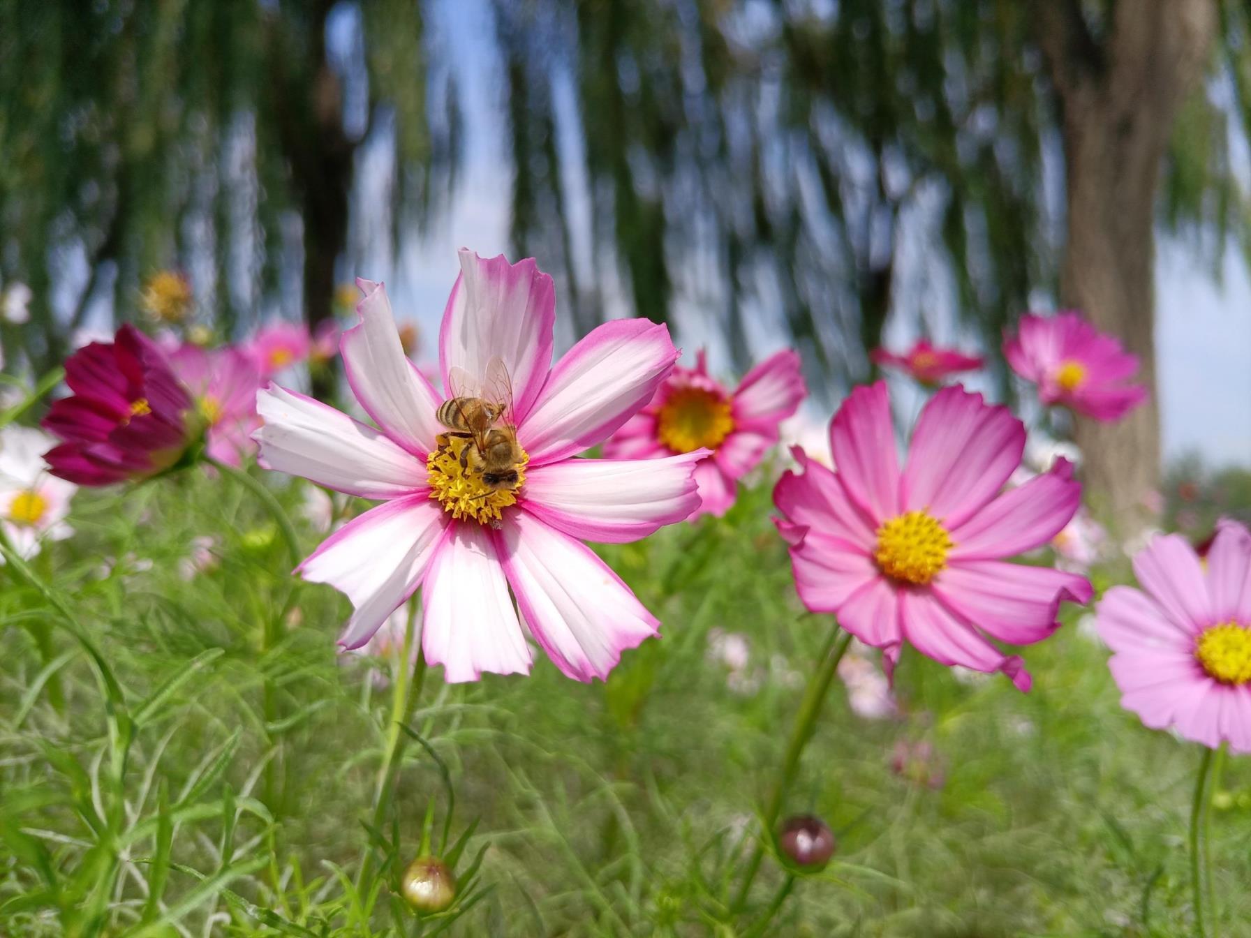 格桑花的花语是什么，简述格桑花的爱情寓意