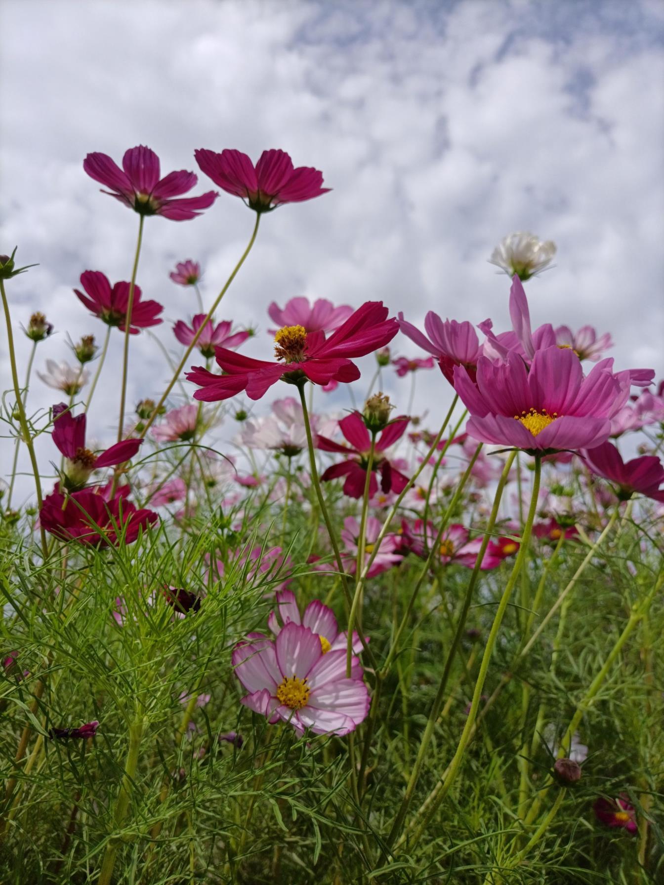 格桑花的花语是什么，简述格桑花的爱情寓意