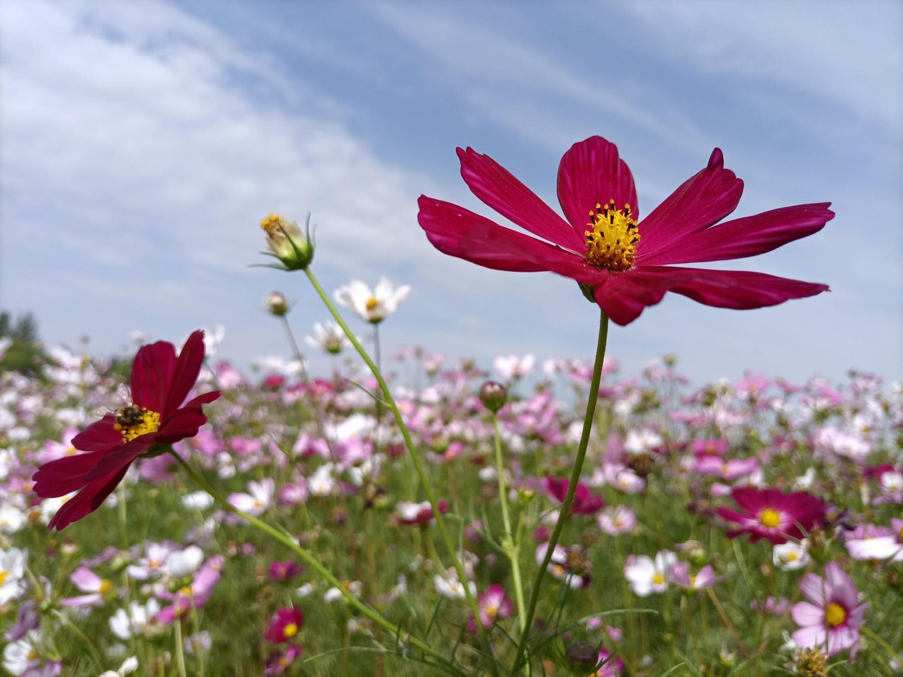 格桑花的花语是什么，简述格桑花的爱情寓意