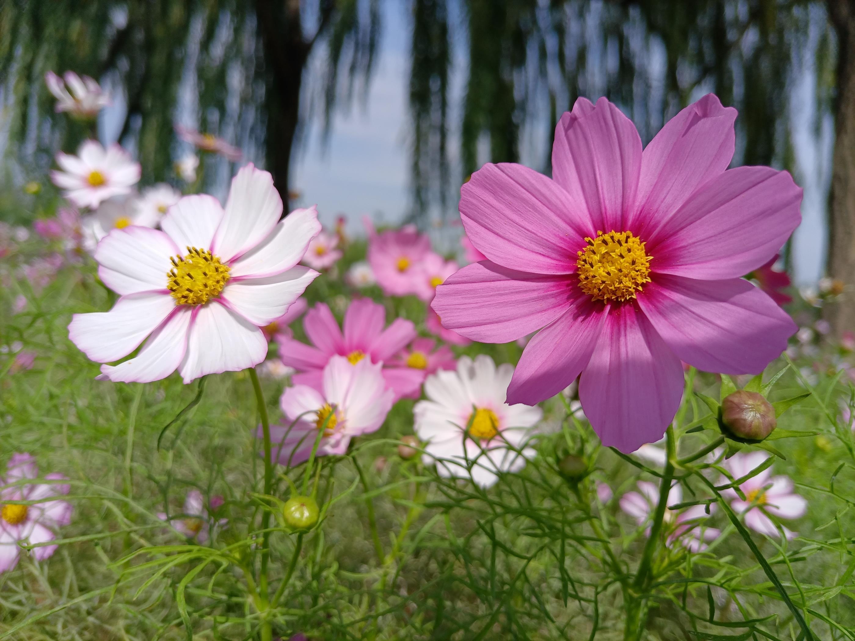 格桑花的花语是什么，简述格桑花的爱情寓意