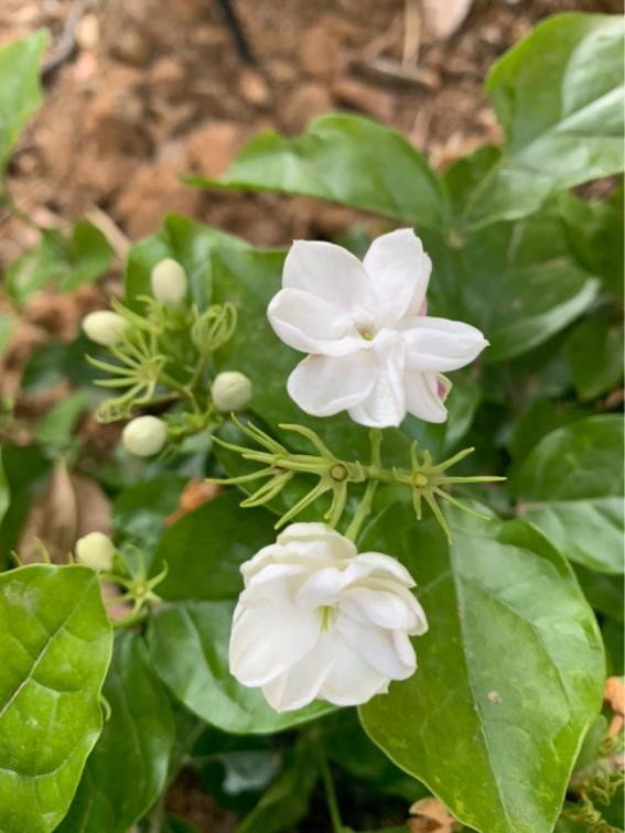 茉莉花夏天怎么养护，种植茉莉的注意事项