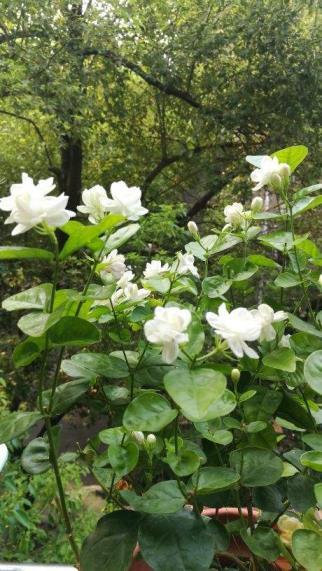 茉莉花夏天怎么养护，种植茉莉的注意事项