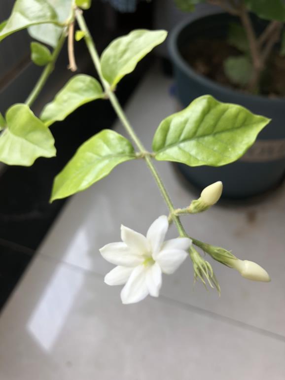 茉莉花夏天怎么养护，种植茉莉的注意事项