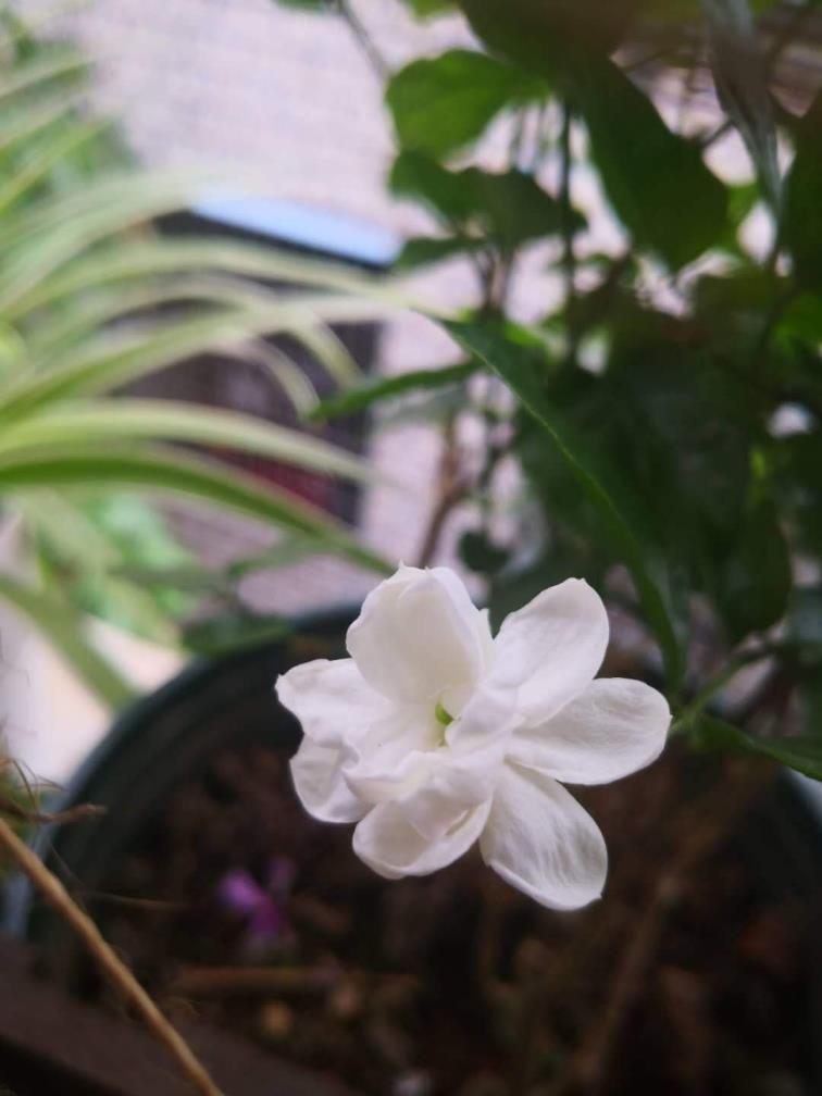 茉莉花夏天怎么养护，种植茉莉的注意事项