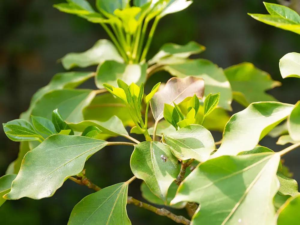 树墙用什么树种好，适合围墙边种植的植物介绍