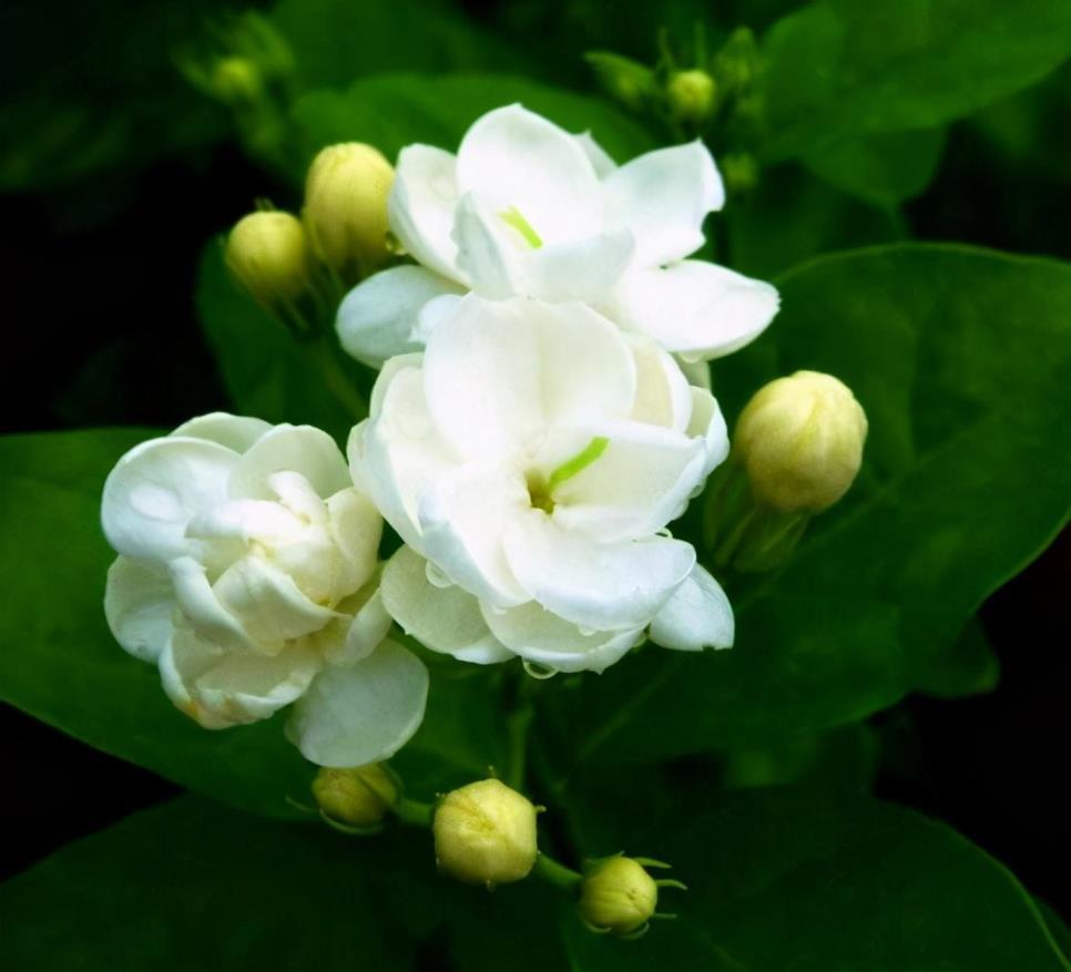 茉莉花的品种及图片，最常见的茉莉种类大全