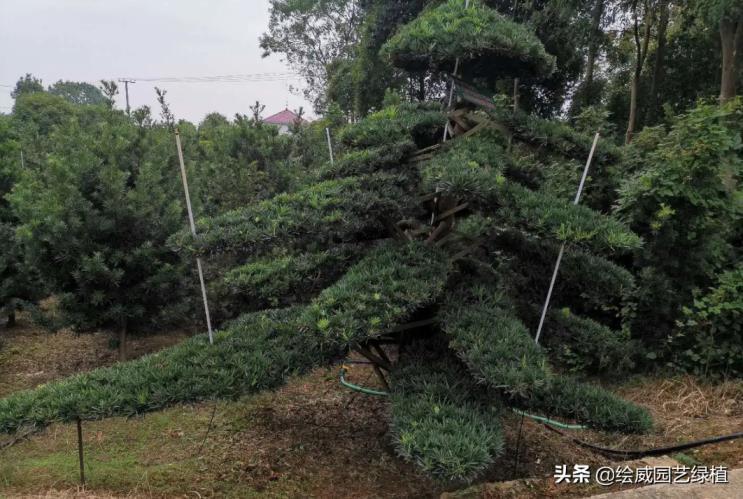 罗汉松有几个品种，五大名贵罗汉松品种排名