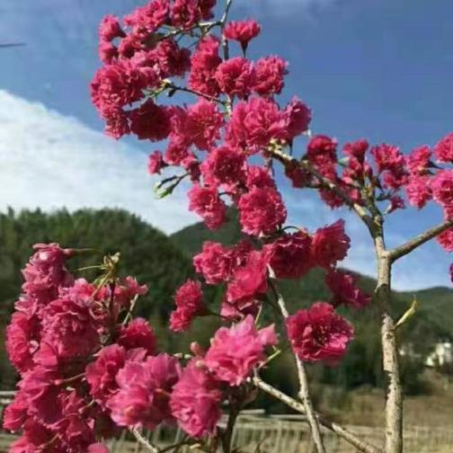 樱花树什么时候种植比较好，樱花树苗种植方法和时间