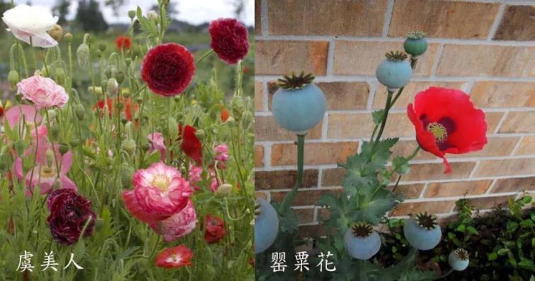 虞美人什么季节种植，虞美人种植时间和方法