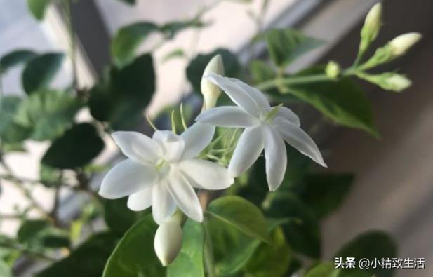 茉莉花在什么时候开，有关茉莉的花期季节