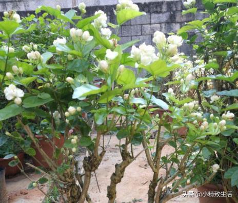 茉莉花在什么时候开，有关茉莉的花期季节