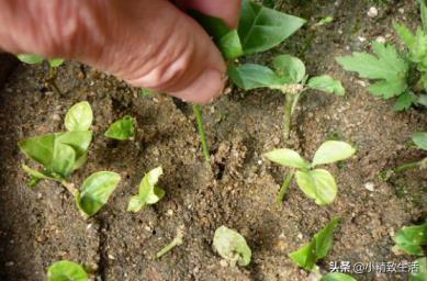 茉莉花在什么时候开，有关茉莉的花期季节