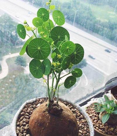 什么绿植可以净化空气，有关净化空气最好的植物排名