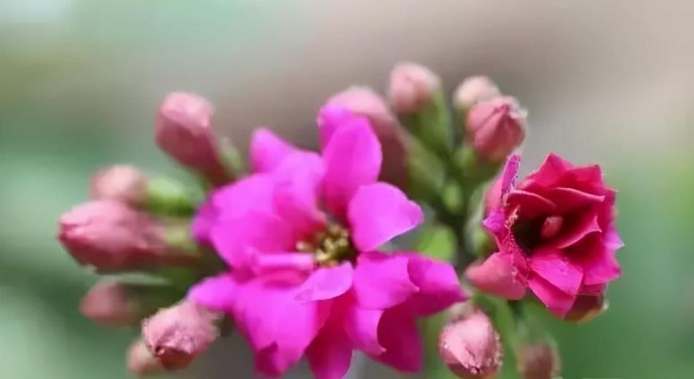 花卉栽培管理技术有哪些，花卉的种植与管理方法