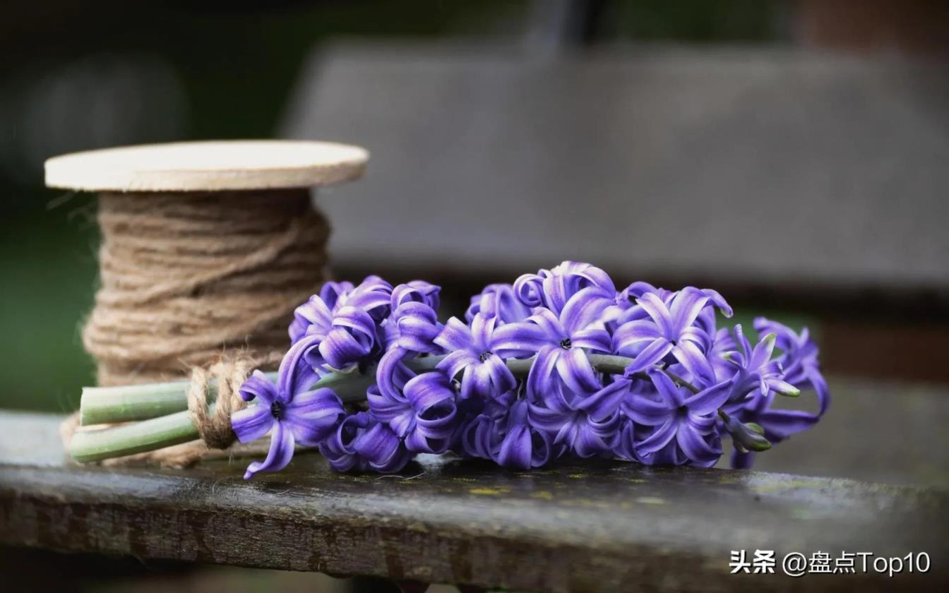 三月开的花有哪些，盘点十种常见的三月花卉