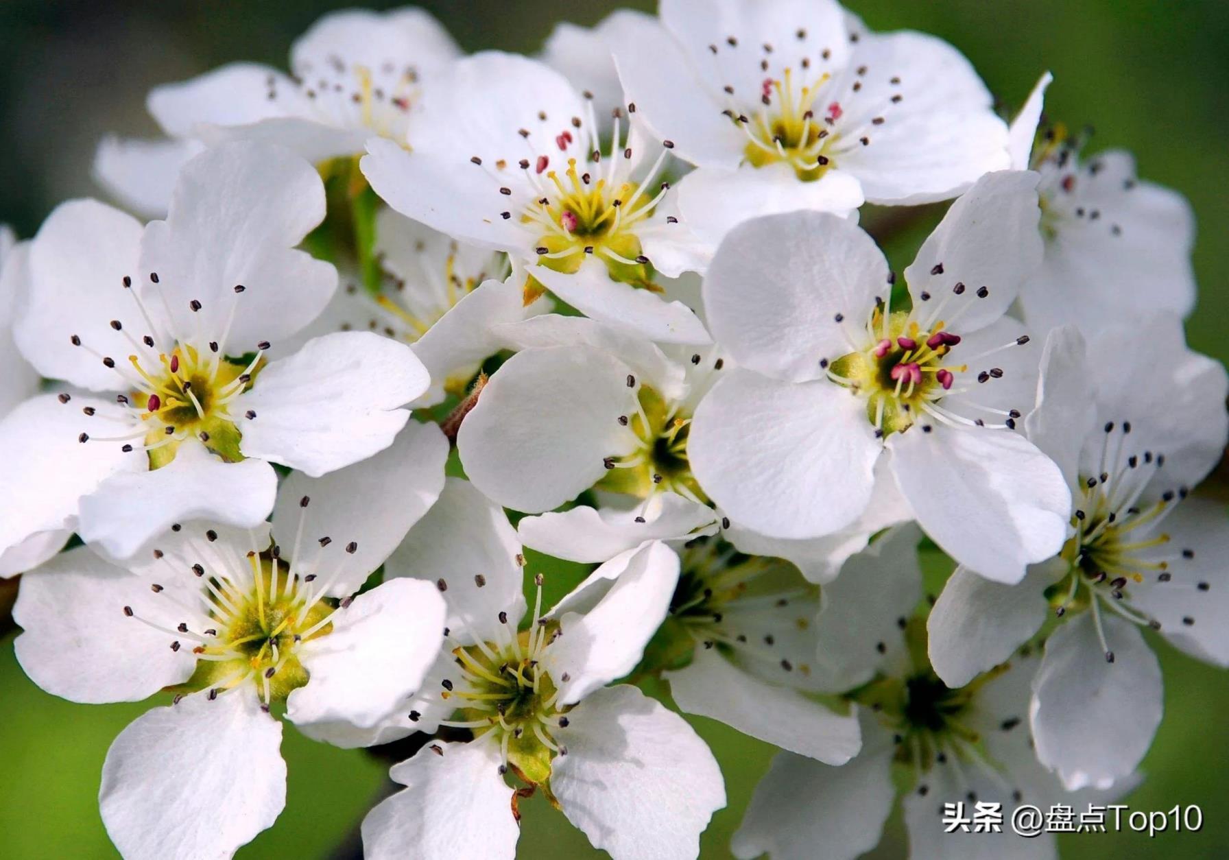 三月开的花有哪些，盘点十种常见的三月花卉