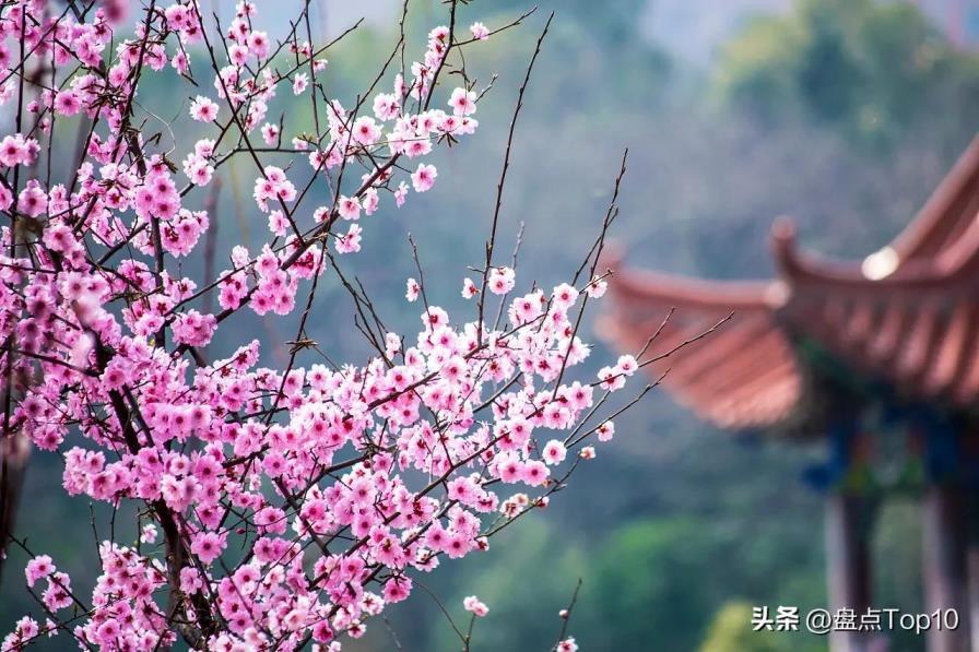 三月开的花有哪些，盘点十种常见的三月花卉