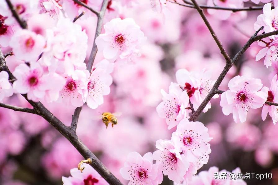 三月开的花有哪些，盘点十种常见的三月花卉