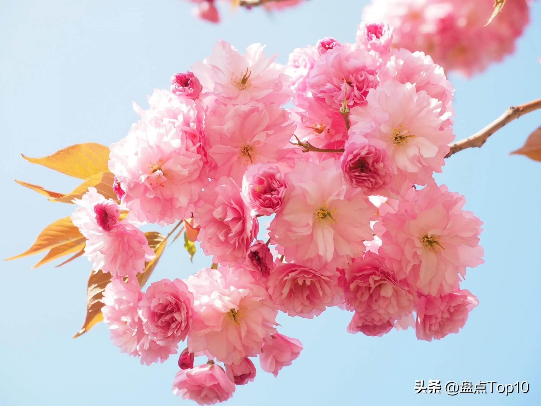 三月开的花有哪些，盘点十种常见的三月花卉