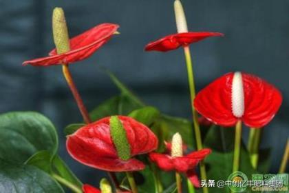 火鹤花怎么养才能开花，养护火鹤花的注意事项