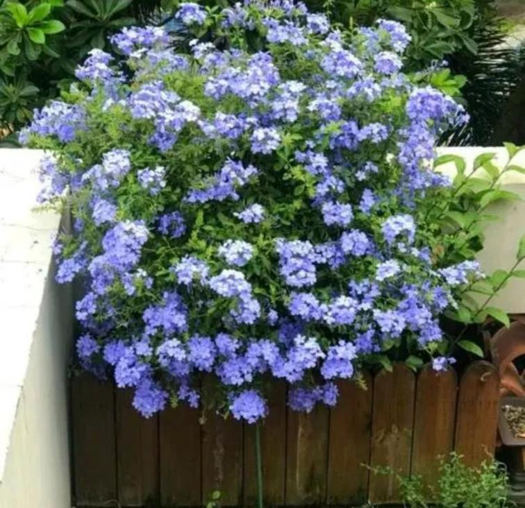 夏天种的花有哪些，代表夏天的植物介绍