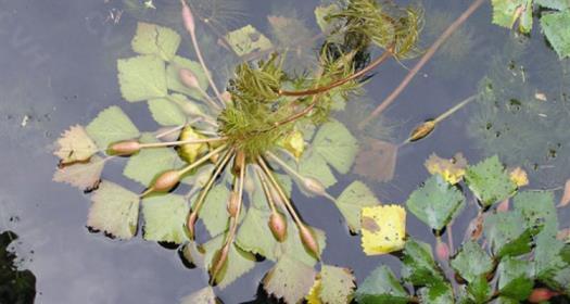 漂浮植物有哪些品种，十种漂浮植物种类介绍