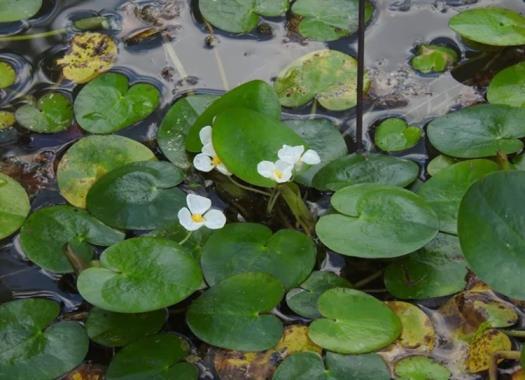 漂浮植物有哪些品种，十种漂浮植物种类介绍