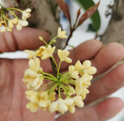 桂花树什么时候开，有关桂花的花期季节