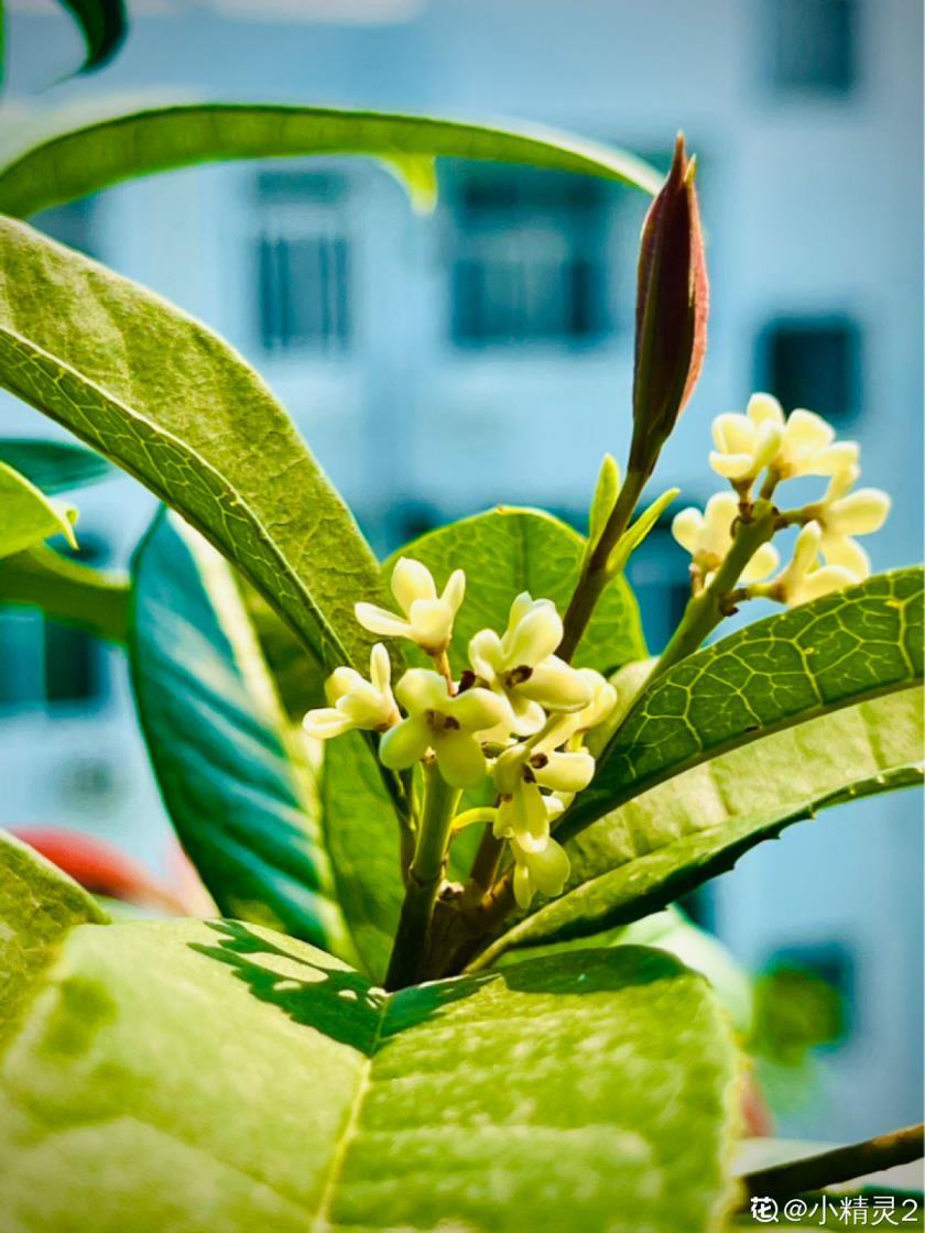 桂花树什么时候开，有关桂花的花期季节