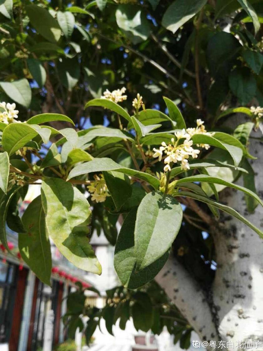 桂花树什么时候开，有关桂花的花期季节