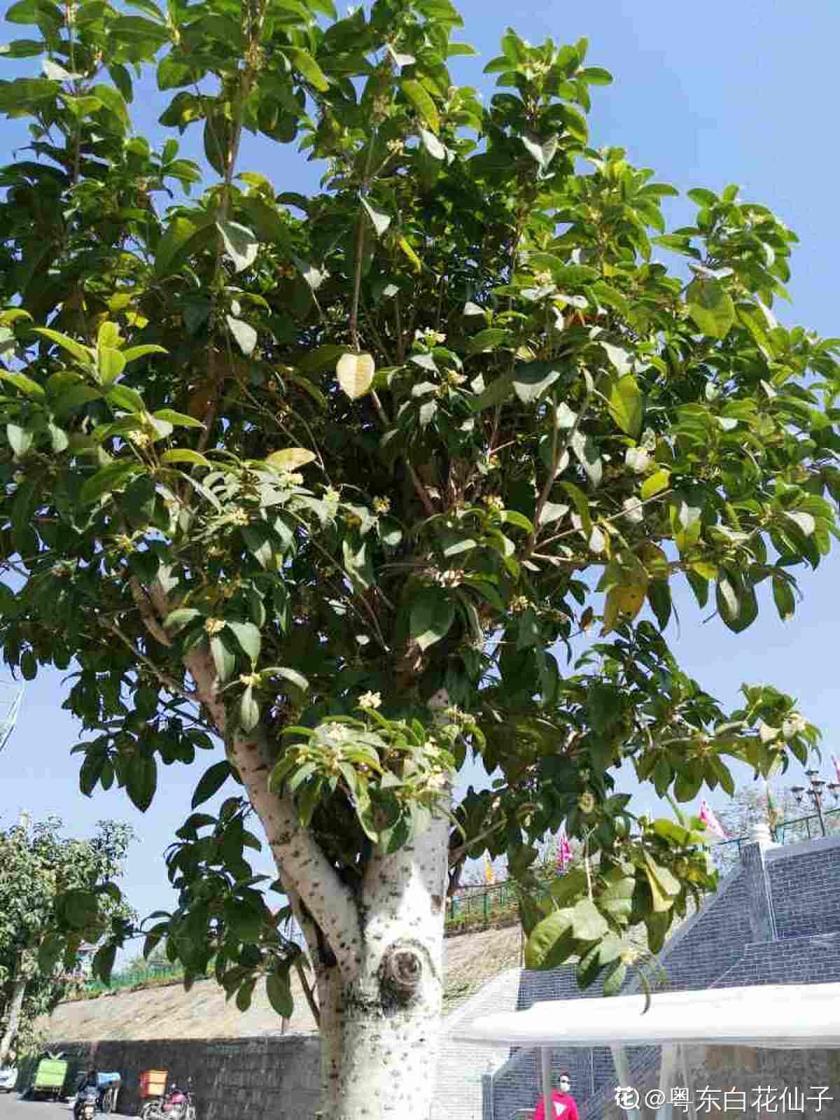 桂花树什么时候开，有关桂花的花期季节