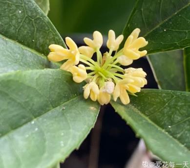 桂花树什么时候开，有关桂花的花期季节